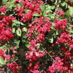 Ruby Prince™ Emerald Empire® Crape Myrtle Tree -Flourish Garden Ruby Prince Crape Myrtle 1