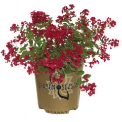 Ruby Prince™ Emerald Empire® Crape Myrtle Tree -Flourish Garden Ruby Prince Crape Myrtle 2