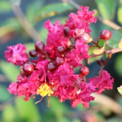 Ruby Prince™ Emerald Empire® Crape Myrtle Tree -Flourish Garden Ruby Prince Crape Myrtle 3