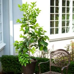 Ruby Red Grapefruit Tree -Flourish Garden Ruby Red Grapefruit 8