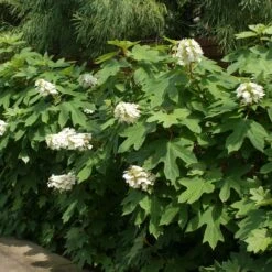 Ruby Slippers Hydrangea Shrub -Flourish Garden Ruby Slippers Hydrangea 2