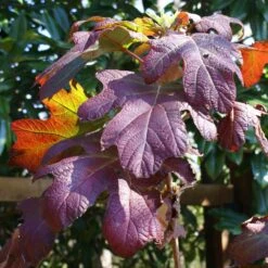 Ruby Slippers Hydrangea Shrub -Flourish Garden Ruby Slippers Hydrangea 3