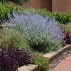 Russian Sage 5 Russian Sage -Flourish Garden Russian Sage 1 FGT