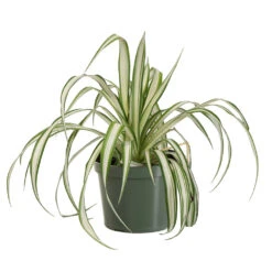 Spider Plant -Flourish Garden SPI PLA1