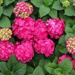 Endless Summer® Summer Crush® Hydrangea -Flourish Garden SUmmer Crush Endless SUmmer Hydrangea 11 FGT