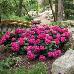 Endless Summer® Summer Crush® Hydrangea -Flourish Garden SUmmer Crush Endless SUmmer Hydrangea 3 FGYT