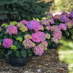 Endless Summer® Summer Crush® Hydrangea -Flourish Garden SUmmer Crush Endless SUmmer Hydrangea 9 FGT