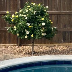 Sunny Knock Out® Rose Tree -Flourish Garden SUnny knockout Rose Tree 3
