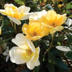 Sunny Knock Out® Rose Tree -Flourish Garden SUnny knockout Rose Tree 4 FGT