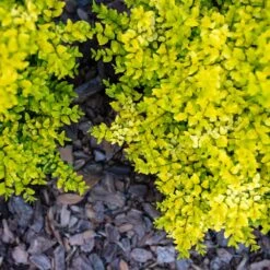 Sunshine Ligustrum Shrub -Flourish Garden SUnshine Ligustrum 2 FGT