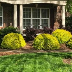 Sunshine Ligustrum Shrub -Flourish Garden SUnshine Ligustrum 7 e9be5f8f a606 4495 ac32 d8f61b2e15c7