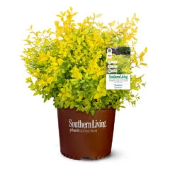 Sunshine Ligustrum Shrub -Flourish Garden SUnshine Ligustrum 9