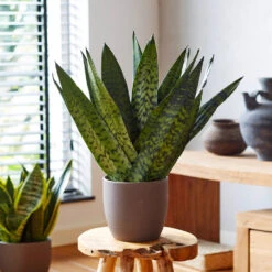 New Apartment House Plant Kit -Flourish Garden Sansevieria Zeylandica 2 b962a2c6 7794 4c00 bcc0 44626111a514