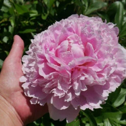 Sarah Bernhardt Peony 7 Sarah Bernhardt Peony -Flourish Garden Sarah Bernhardt Peony 2