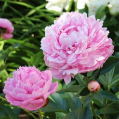 Sarah Bernhardt Peony 6 Sarah Bernhardt Peony -Flourish Garden Sarah Bernhardt Peony 5 FGT