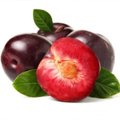 Satsuma Plum Tree 8 Satsuma Plum Tree -Flourish Garden Satsuma Plum 2