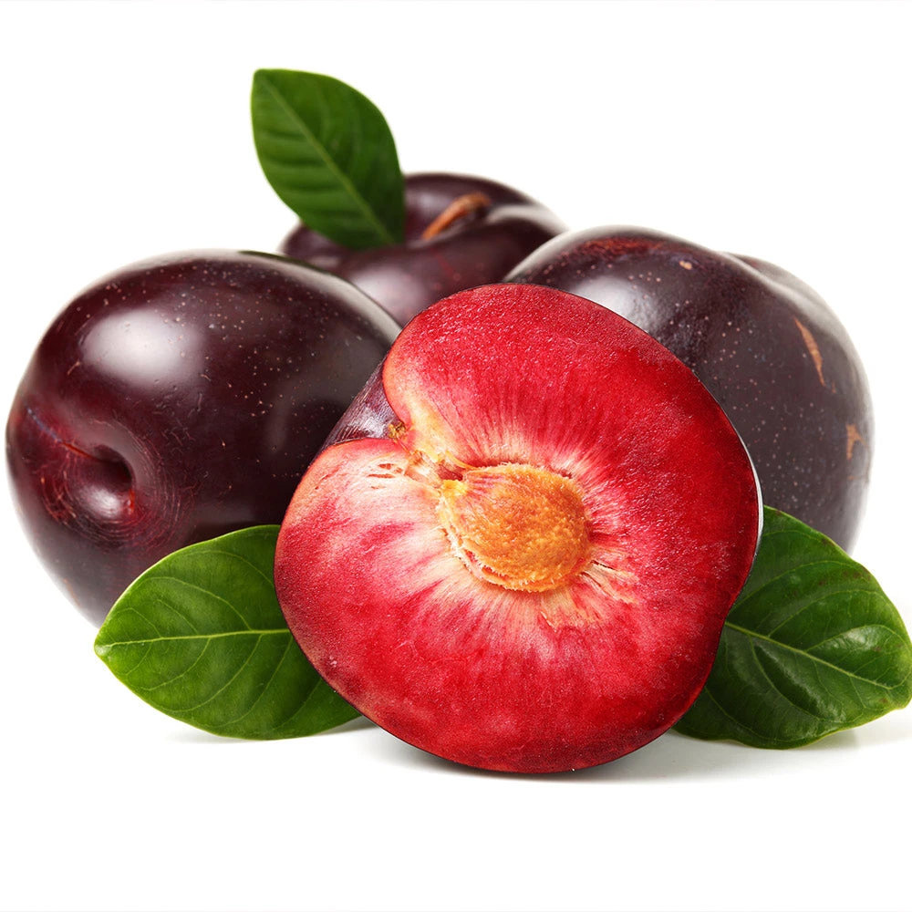 Satsuma Plum Tree 3 Satsuma Plum Tree - Image 3