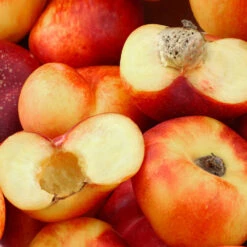 Donut Saturn Peach Tree 9 Donut Saturn Peach Tree -Flourish Garden Saturn Peach Tree 1 c5562afa 6180 4bc9 93b7 f9f53b5d2cd0