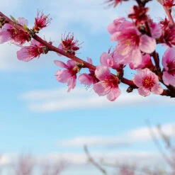 Donut Saturn Peach Tree 11 Donut Saturn Peach Tree -Flourish Garden Saturn Peach Tree 4 19c82b04 5fc8 4f38 9ffb 3e59ae0ee35b