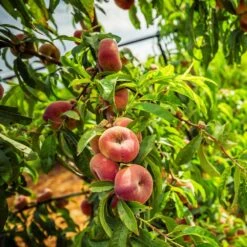 Saturn Peach Tree -Flourish Garden Saturn Peach Tree 5