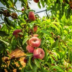 Donut Saturn Peach Tree 12 Donut Saturn Peach Tree -Flourish Garden Saturn Peach Tree 5 21ea4320 798c 41bd 932e b7297febbf6c