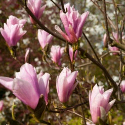Saucer Magnolia Tree -Flourish Garden Saucer Magnolia 2 FGT