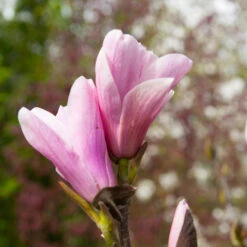 Saucer Magnolia Tree -Flourish Garden Saucer Magnolia 3