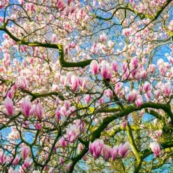 Saucer Magnolia Tree -Flourish Garden Saucer Magnolia 6