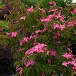 Scarlet Fire® Dogwood Tree 5 Scarlet Fire® Dogwood Tree -Flourish Garden Scarlett Fire 1