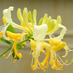 'Scentsation' Honeysuckle Vine 7 'Scentsation' Honeysuckle Vine -Flourish Garden Scentsation Honeysuckle 4