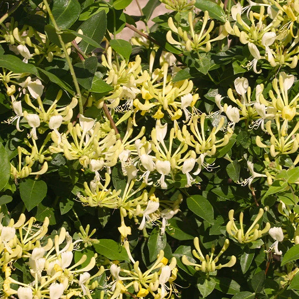 'Scentsation' Honeysuckle Vine 1 'Scentsation' Honeysuckle Vine