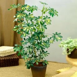 Sunset Hues House Plant Kit -Flourish Garden Schefflera Trinette 1 8e92dc51 dc29 482e 9d14 119cf31a7b14