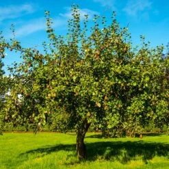 Seckel Pear Tree -Flourish Garden Seckel Pear 1