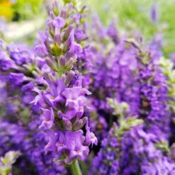 Sensational™ Lavender Plant -Flourish Garden Sensational Lavender 10