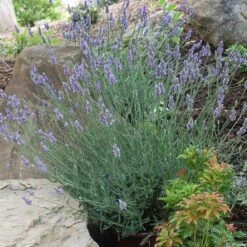 Sensational™ Lavender Plant -Flourish Garden Sensational Lavender 11