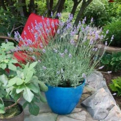 Sensational™ Lavender Plant -Flourish Garden Sensational Lavender 5