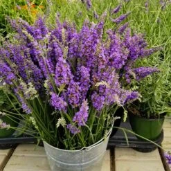 Sensationalâ„¢ Lavender Plant