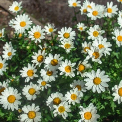Becky Shasta Daisy -Flourish Garden Shasta Daisy Becky 2 FGT