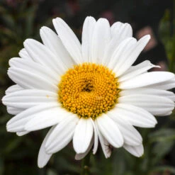 Becky Shasta Daisy -Flourish Garden Shasta Daisy Becky 4 FGT