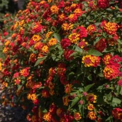 Shazam Lantana -Flourish Garden Shazam Lantana 2