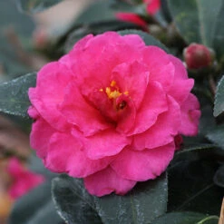 Camellia 'Shi-Shi Gashira' Shrub -Flourish Garden ShiSHi Gashira Camellia 3 FGT