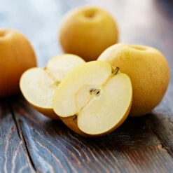 Shinseiki Asian Pear 8 Shinseiki Asian Pear -Flourish Garden Shinseiki Asian Pear 5 FGT