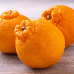 Shiranui Mandarin Tree 5 Shiranui Mandarin Tree -Flourish Garden Shiranui Mandarin 4 FGT