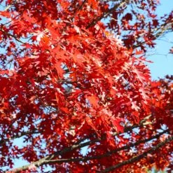 Shumard Oak Tree 7 Shumard Oak Tree -Flourish Garden Shumard Oak 3