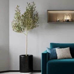 Sikitita Olive Tree -Flourish Garden Sikitata Olive 2