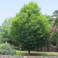 Silver Maple Tree 11 Silver Maple Tree -Flourish Garden Silver Maple Tree 6