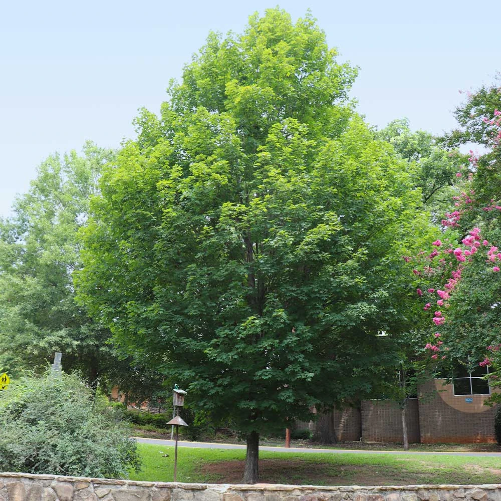 Silver Maple Tree 6 Silver Maple Tree - Image 6