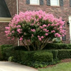 Sioux Crape Myrtle 9 Sioux Crape Myrtle -Flourish Garden Sioux Crape myrtle 2