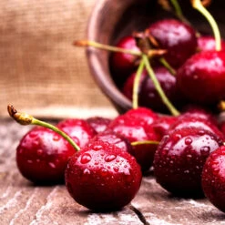 Skeena Cherry Tree -Flourish Garden Skeena Cherry 4 FGT