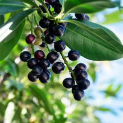 Skip Laurel -Flourish Garden Skip Laurel 1 FGT